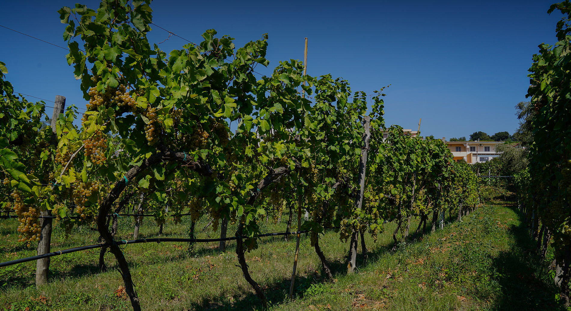 Tenuta Matilde Zasso