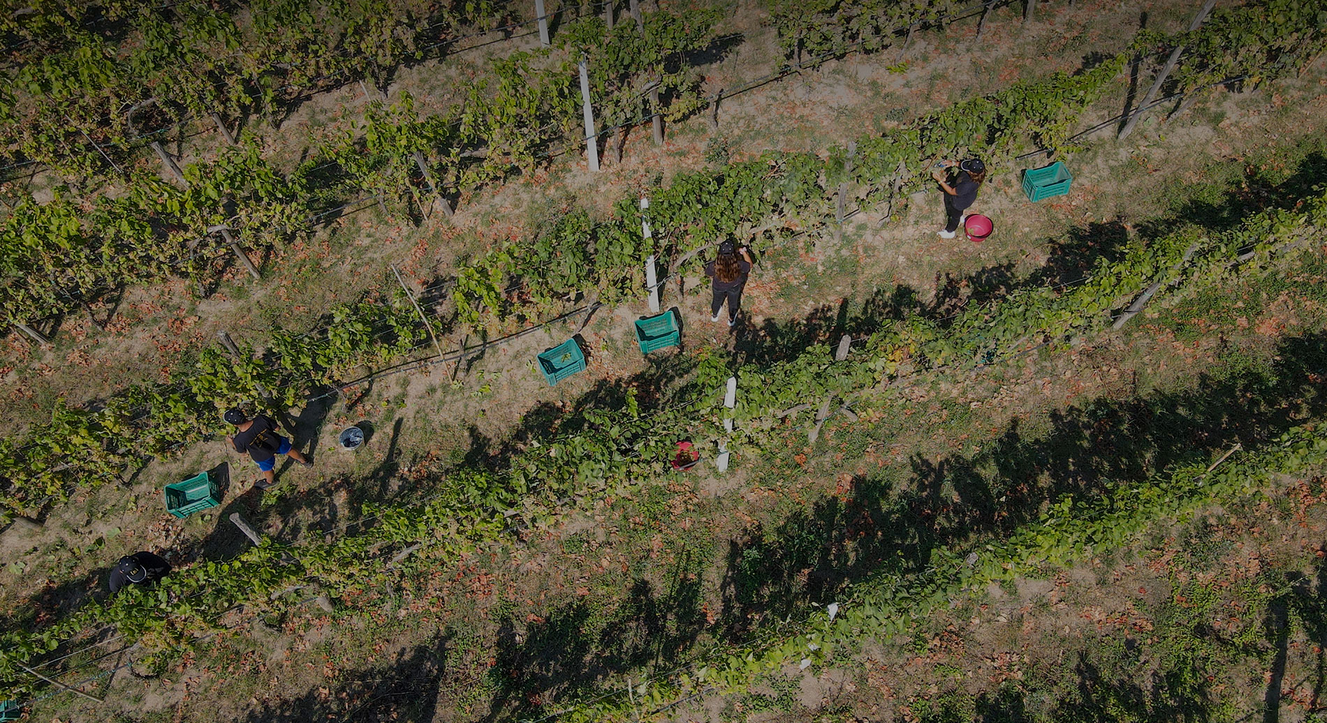 Tenuta Matilde Zasso