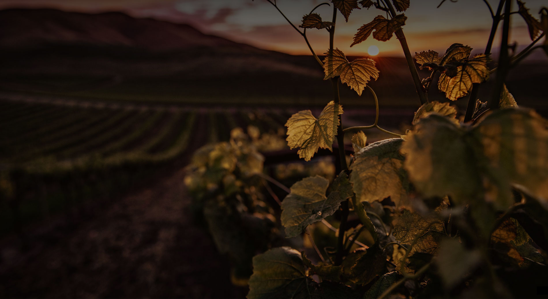 Tenuta Matilde Zasso