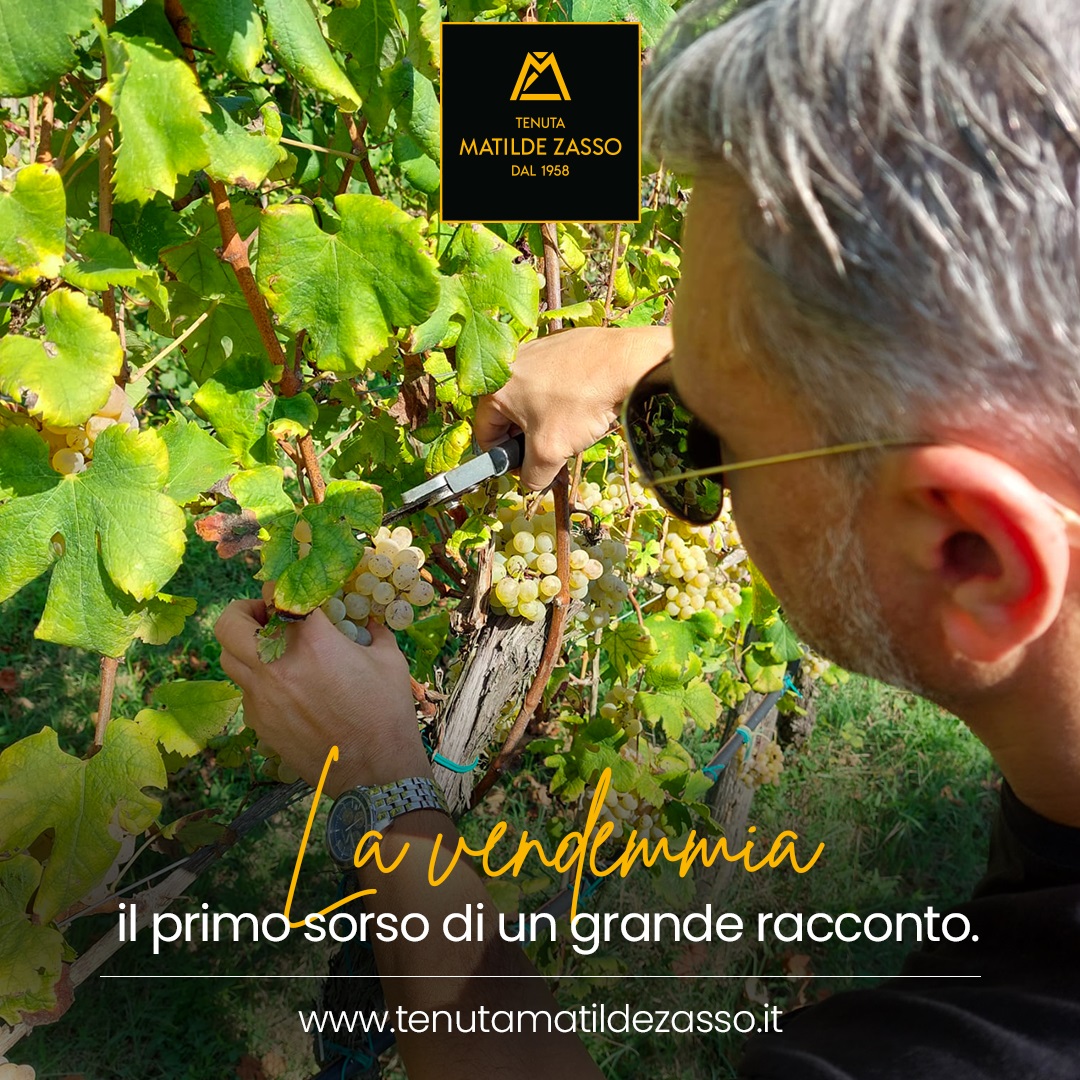 La magia della vendemmia a Tenuta Matilde Zasso